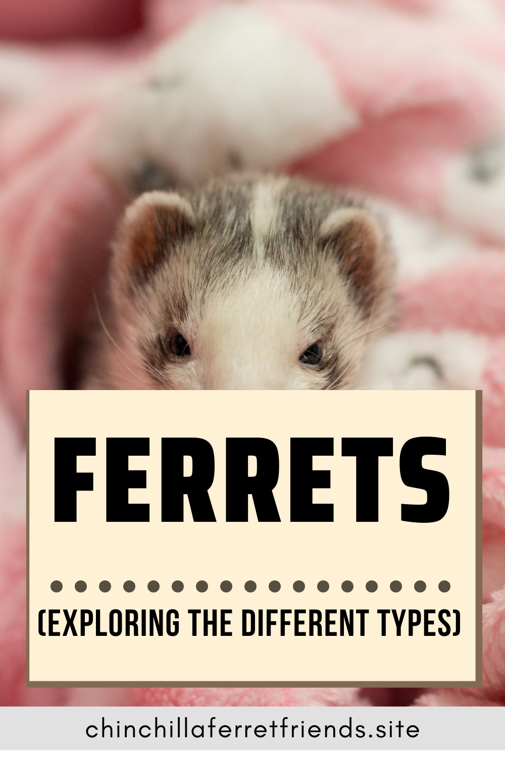 Exploring the Different Types