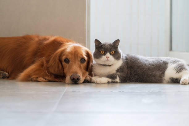 Dog and Cat