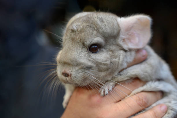 Gray Chinchilla colours