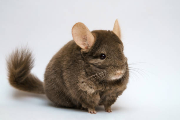 Chinchilla Happy