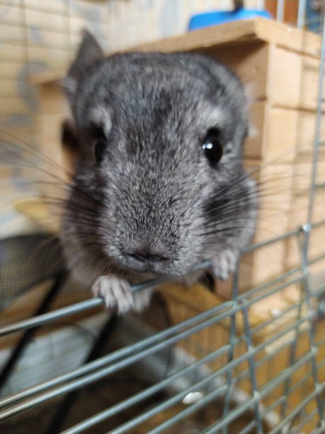 Chinchilla Playing