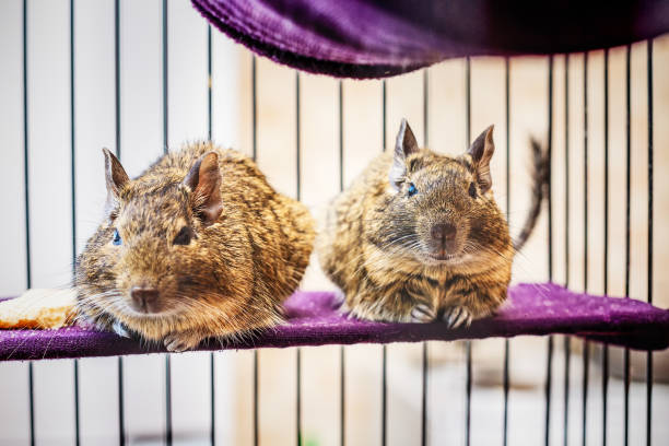 Degu social