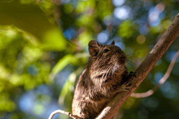 Degu Acrobat