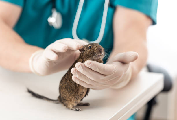 degu vet