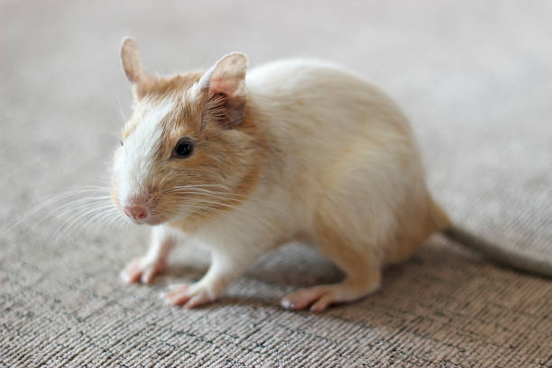 degu-white