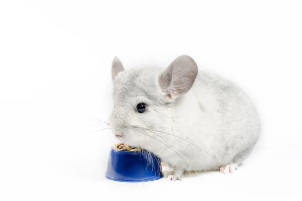 Chinchilla food