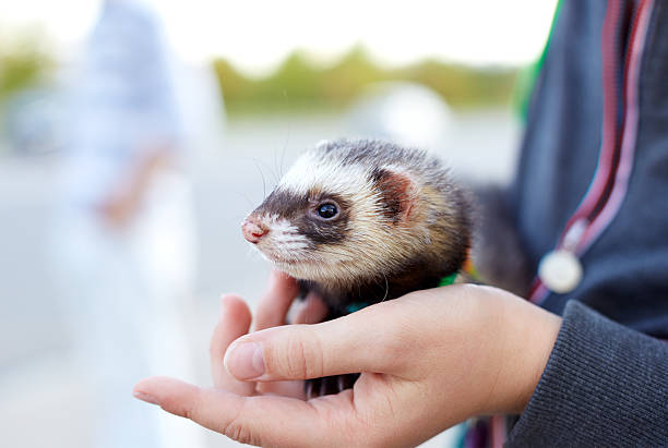 Adopt Ferret