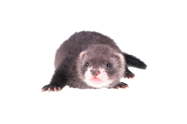 Ferret