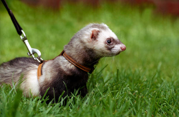 ferret Training