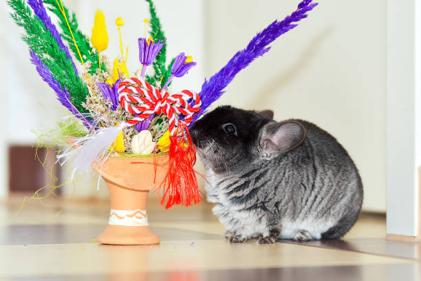 Black velvet chinchilla