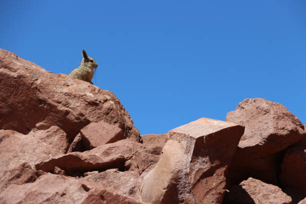 Viscacha