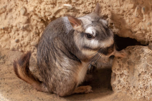 Viscacha