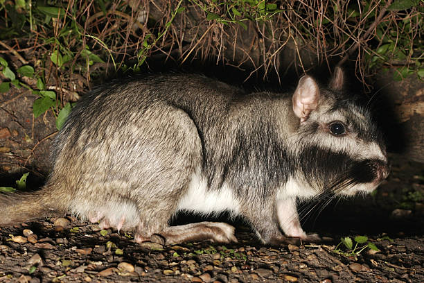 Viscacha Burrow