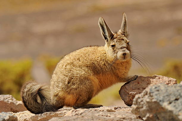 Viscacha