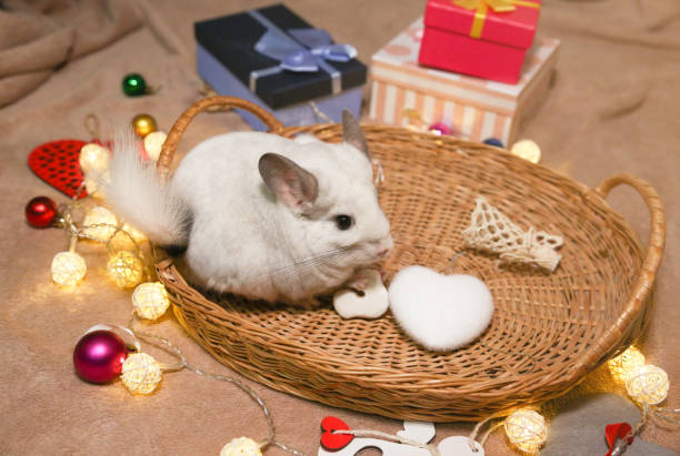 Chinchilla cozy Bed