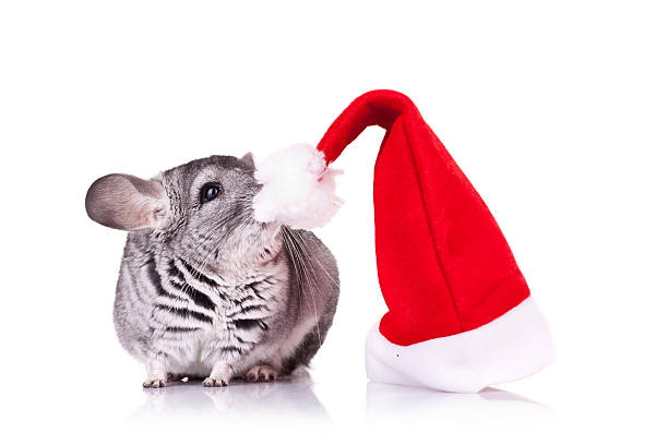 chinchilla christmas Hat