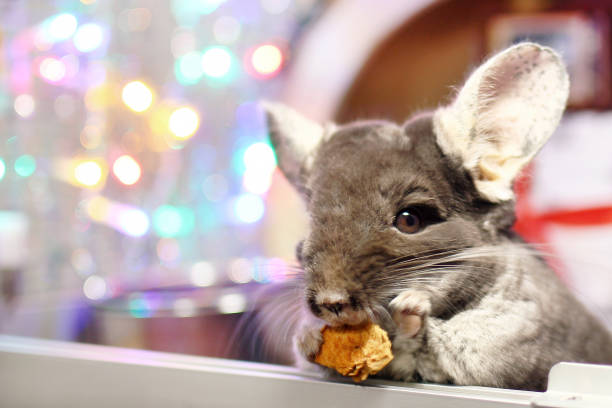 Chinchilla eating christmas