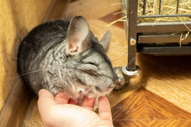 Chinchilla Bonding with Owner