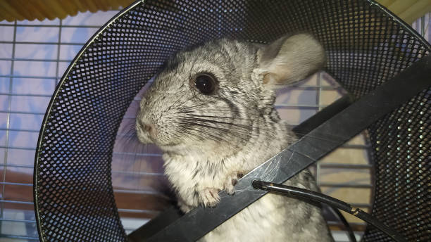 Chinchilla cage