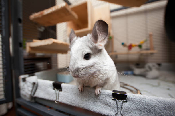 Chinchilla groom