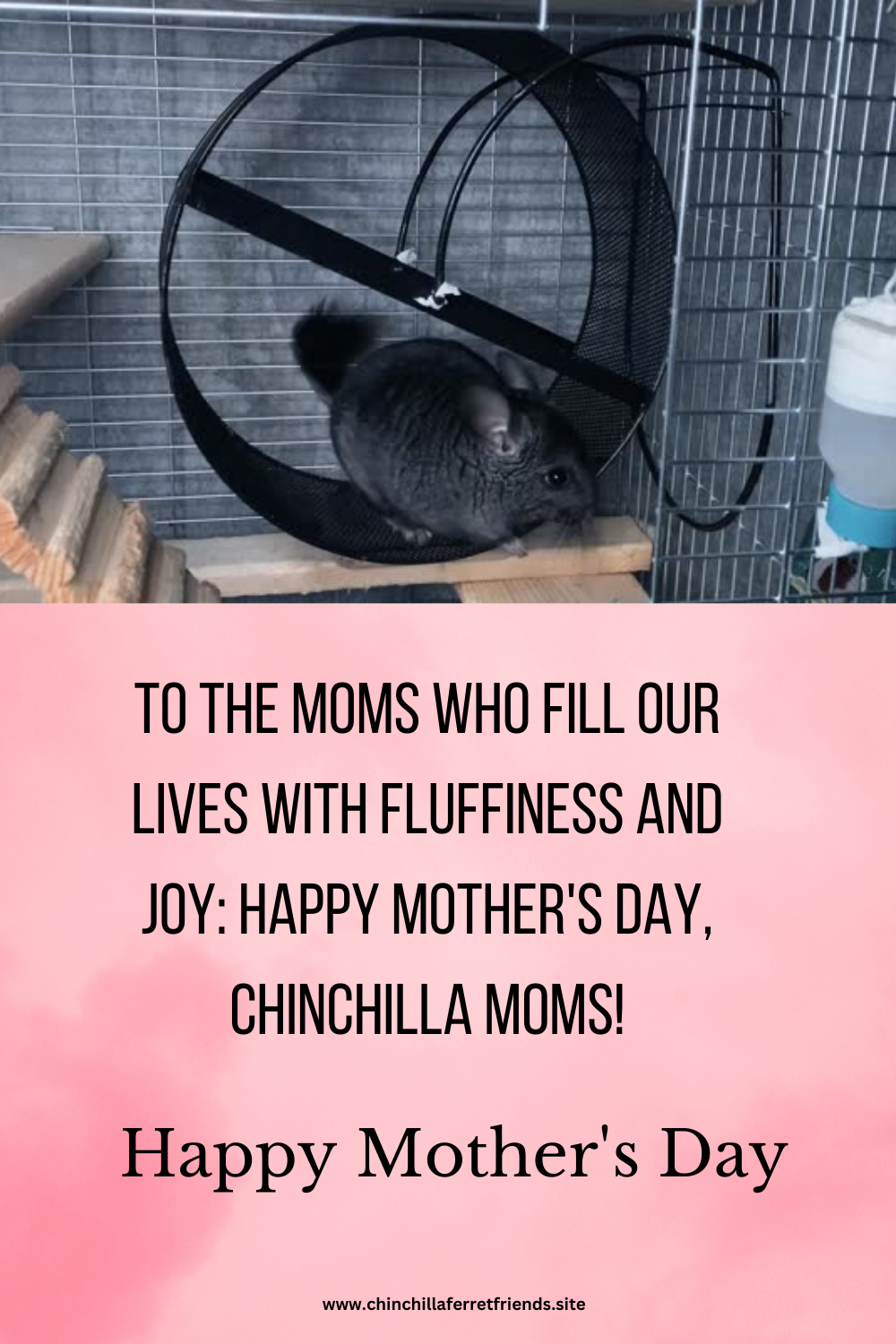 Chinchilla Moms this Mother's Day