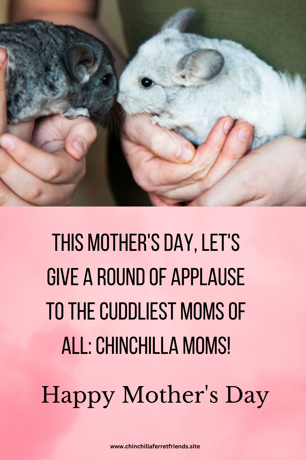 Chinchilla Moms this Mother's Day