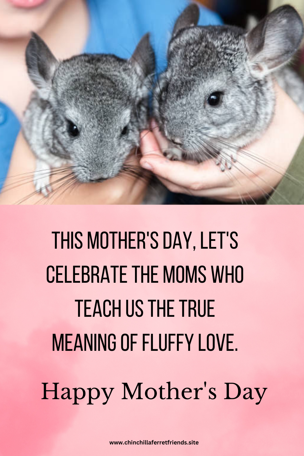 Chinchilla Moms this Mother's Day