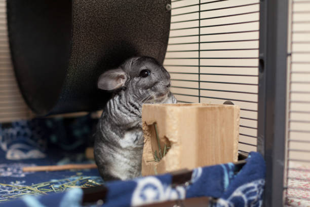 Caring for a senior chinchilla