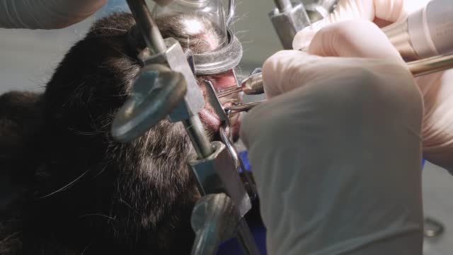 Chinchilla senior care Dental Issues