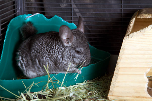 Chinchilla eat Hay