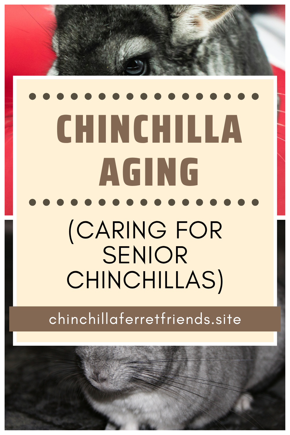 Caring for Senior Chinchillas
