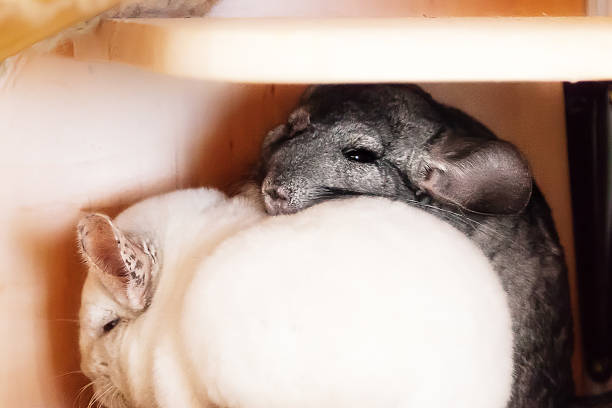 Caring for Senior Chinchillas