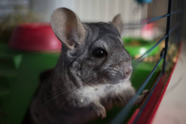 Can Chinchillas Have Rabies? Prevention Tips