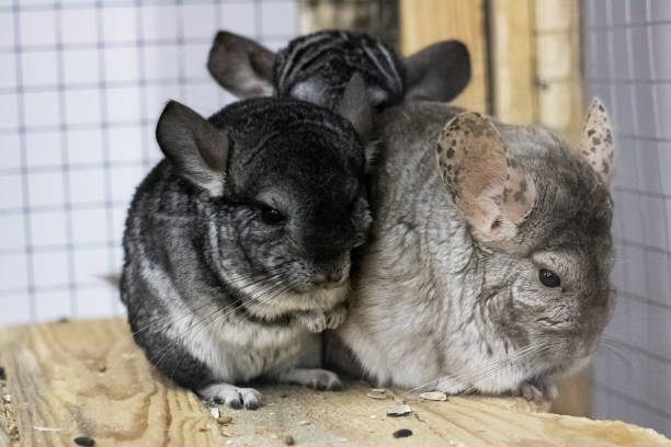 The Truth About Chinchillas: Do These Furry Friends Hibernate?