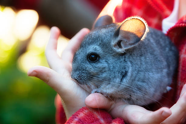 great chinchilla care tips