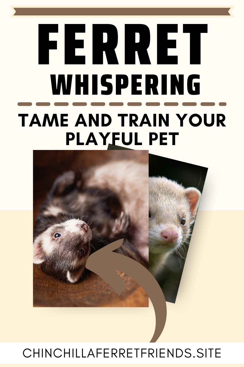 How to Tame and Train Your ferret Pet
