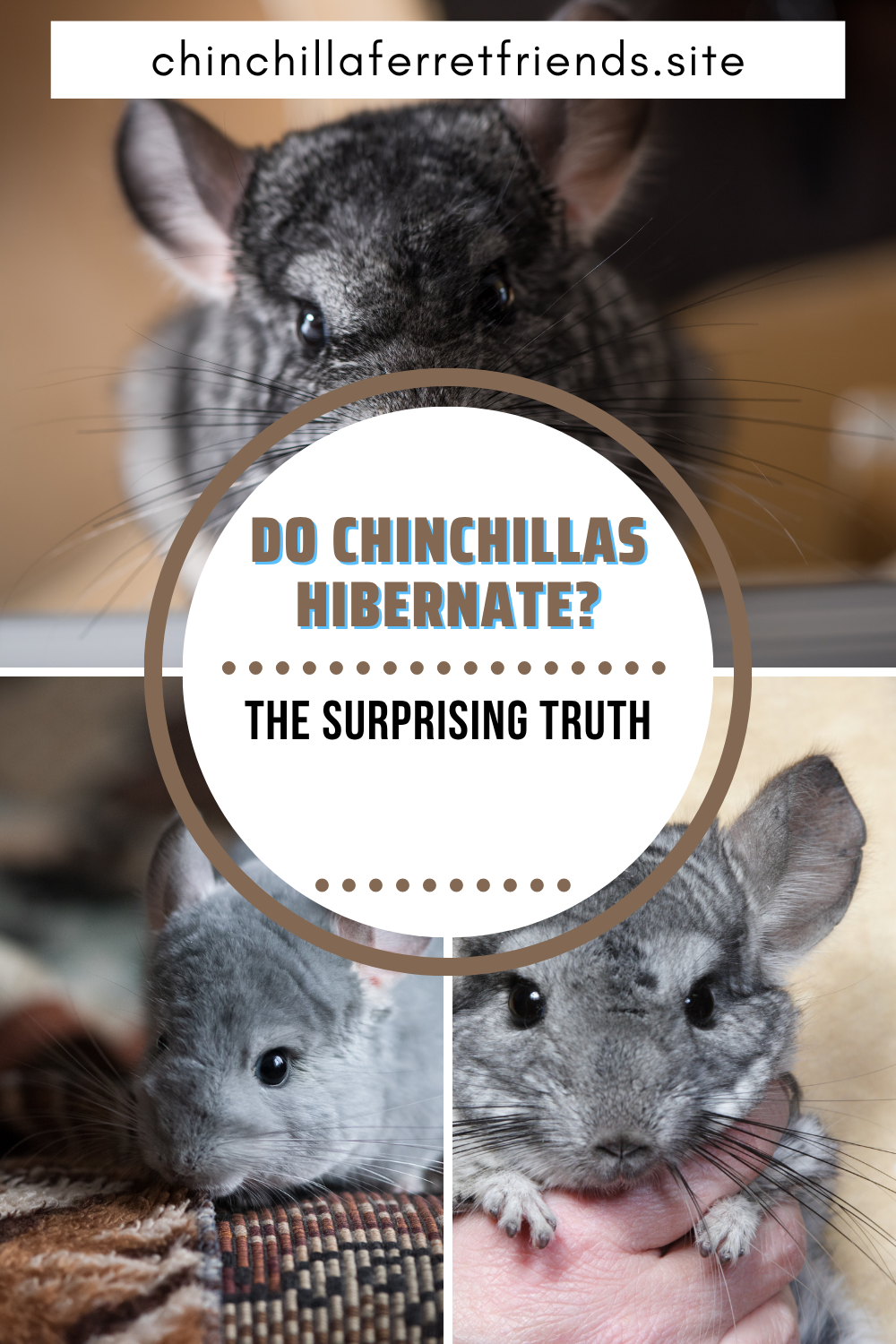 Do Chinchillas Hibernate?