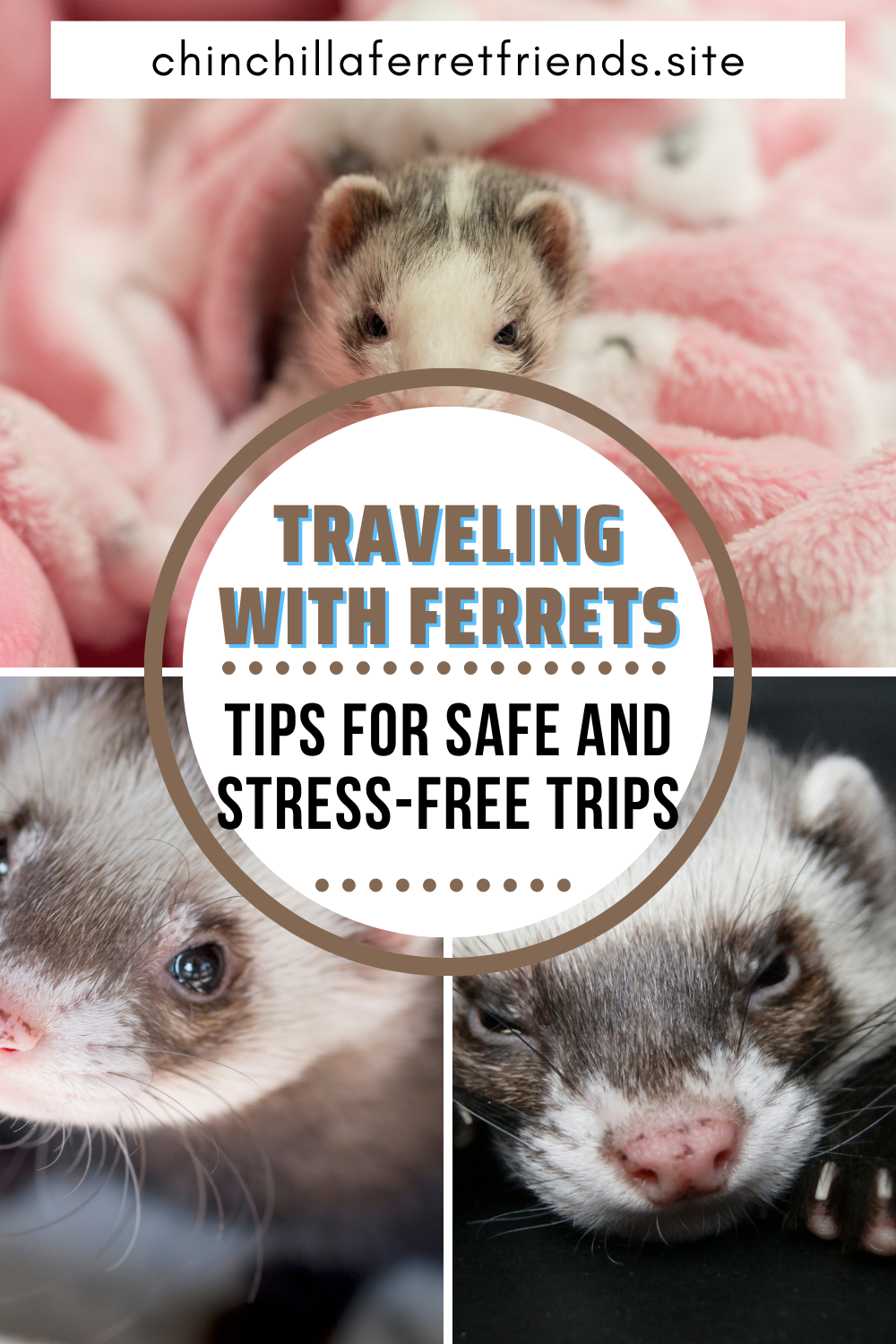 Traveling with Ferrets