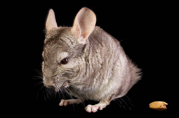 diet Chinchillas