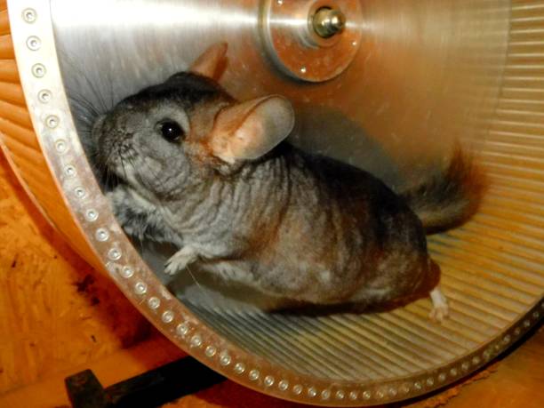 5 Best Chinchilla Wheels: Review and Buying Guide