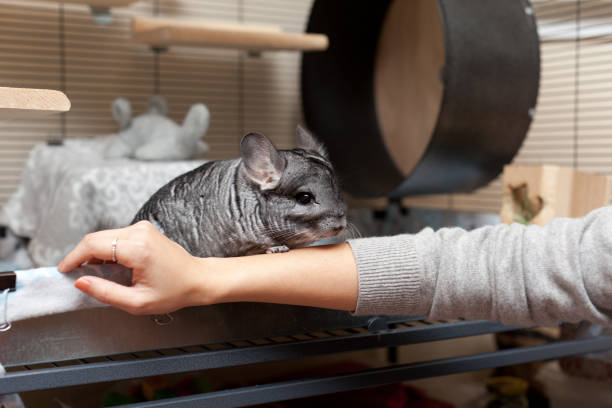 5 Top Chinchilla Accessories and Toys to Keep Your Pet Entertained