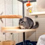 Cute pet Chinchilla