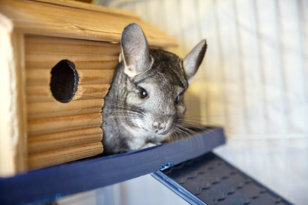 Best Chinchilla Carrier: Our Top 7 Picks