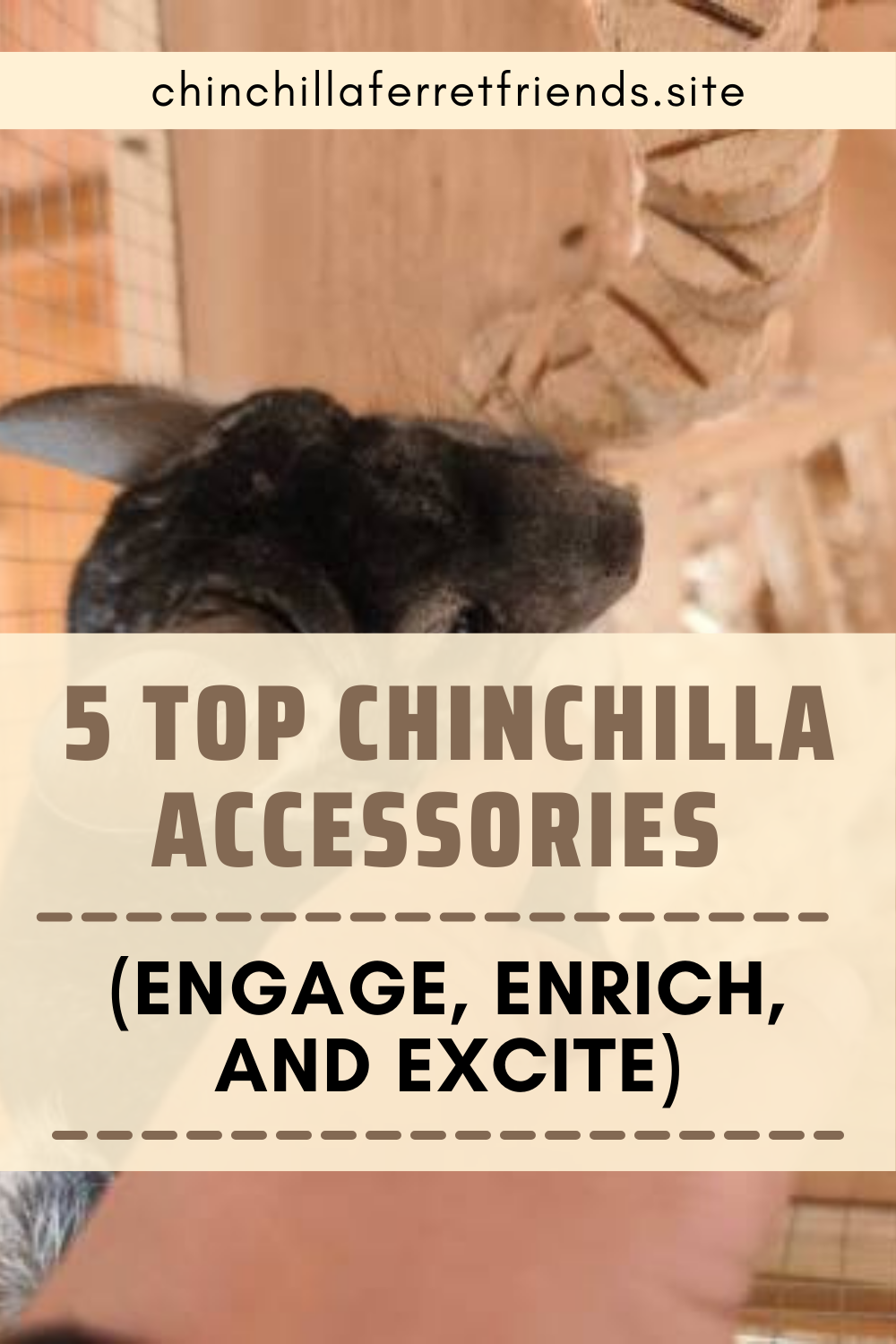 Top Chinchilla Accessories and Toys
