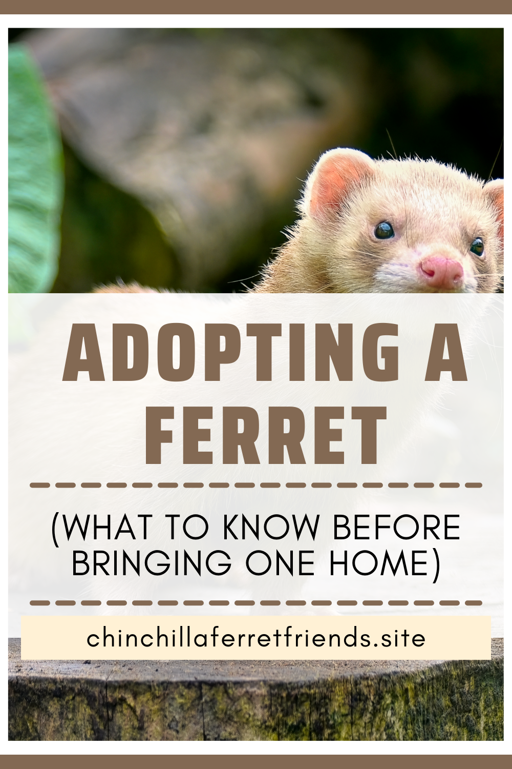 Adopting a Ferret