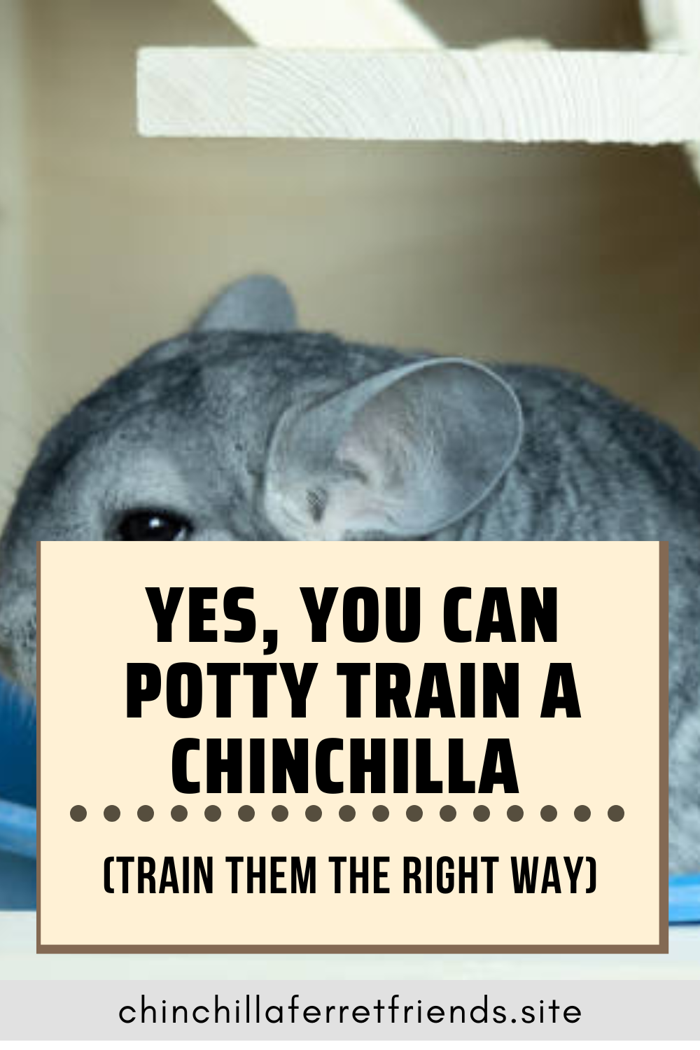 Potty Train a Chinchilla