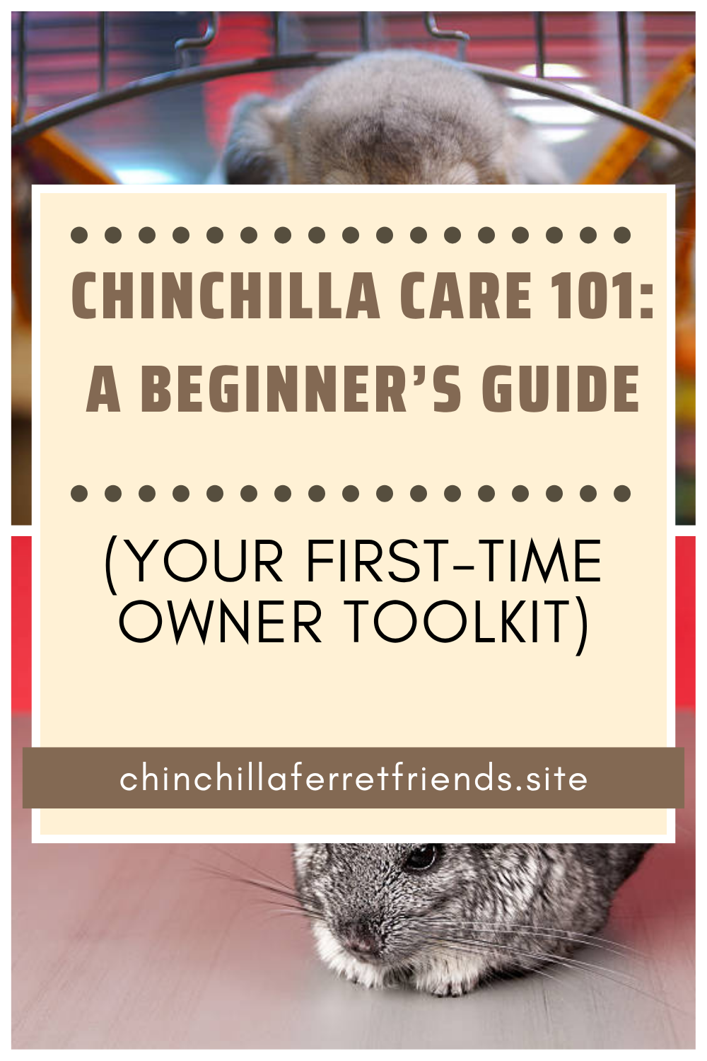 Chinchilla care 101