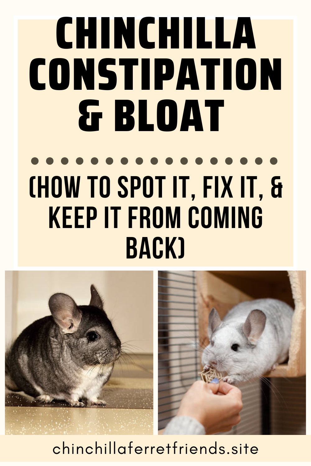 Chinchilla Constipation & Bloat (How to Spot It, Fix It, and Keep It From Coming Back)