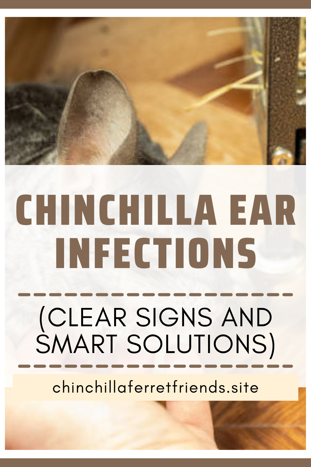 Chinchilla Ear Problems: Infection or Fungus? Here's What to Know