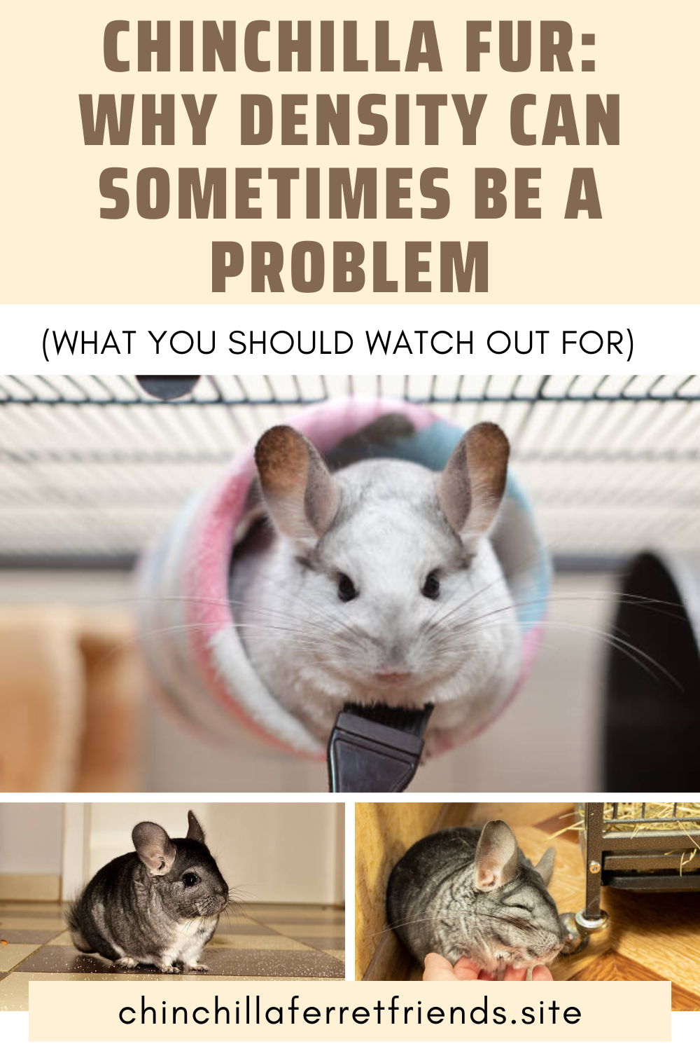 Chinchilla Fur: Why Density Can Sometimes Be a Problem